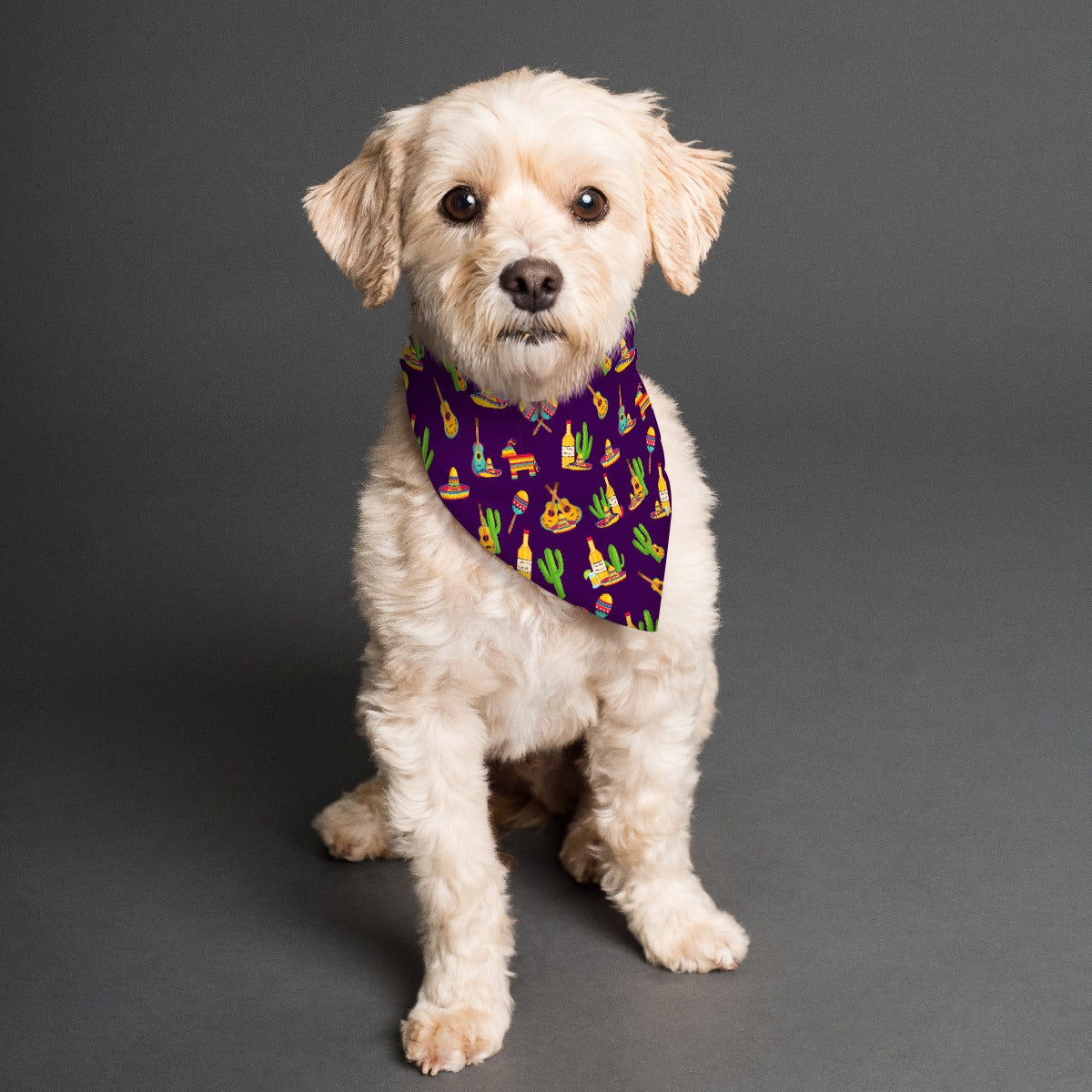 Fiesta Forever Pet's Scarf