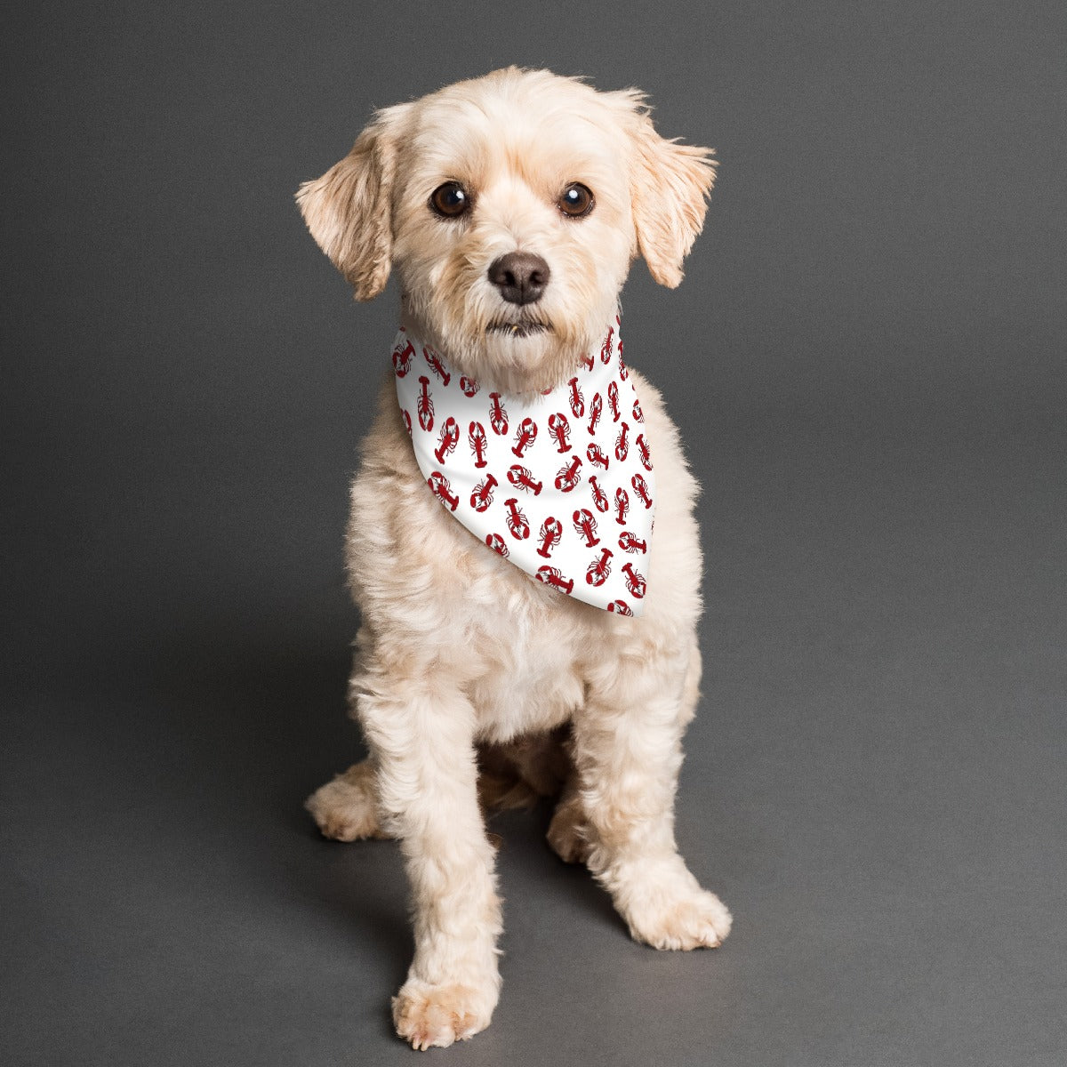 Lobstah Fun Pet's Scarf