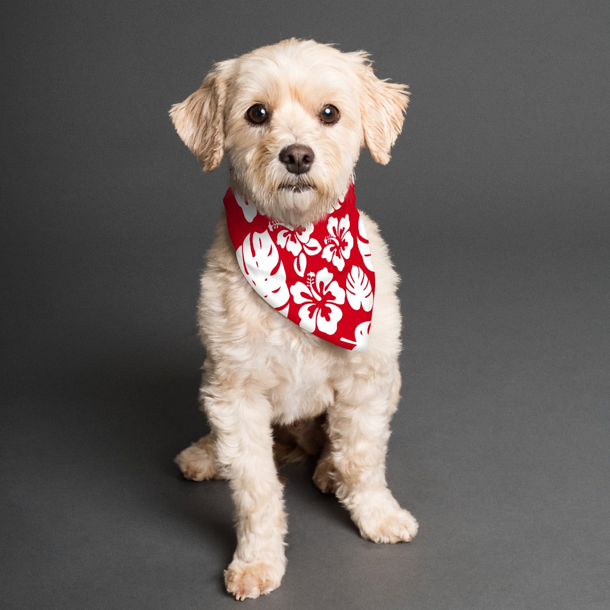Hibiscus Honey Pet's Scarf
