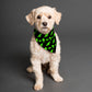 Far Out Pet's Scarf